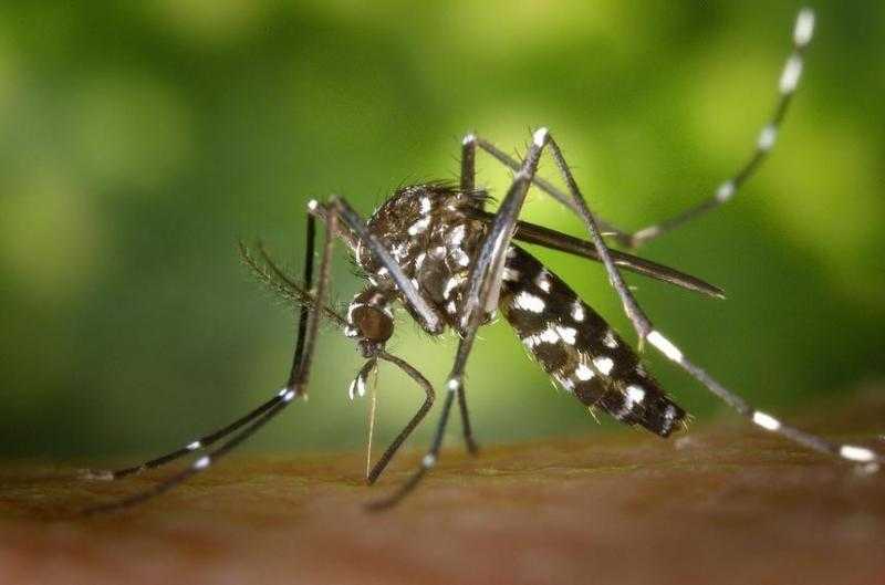 От аллергии до лихорадки: какие болезни вызывают комариные укусы и как от них защититься