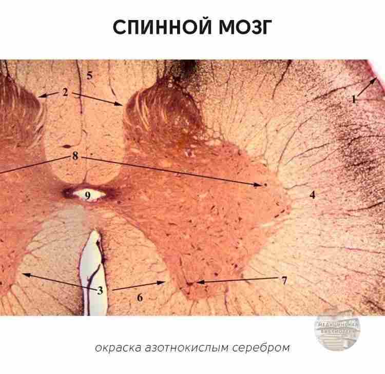 Мозг гистология. Поперечный срез спинного мозга собаки. Спинной мозг гистология препарат. Спинной мозг гистология импрегнация серебром. Поперечный срез спинного мозга препарат.