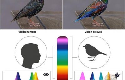 Иллюстрация показывает, как отличается спектр цветов, которые видит человек и птица. Мир глазами птиц…