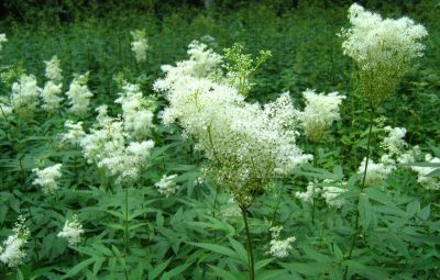 Лабазник вязолистный (Таволга) Лабазник вязолистный — многолетнее растение семейства розоцветных с мелкими белыми цветами,…