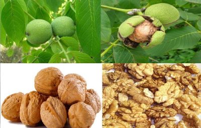 Зеленые грецкие орехи Грецкий орех — всем известное дерево. Высотой до 25-35 мм. толщиной…