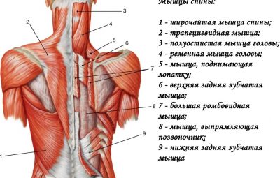 ПОВЕРХНОСТНЫЕ МЫШЦЫ СПИНЫ 1. Трапециевидная мышца (m. trapezius) имеет треугольную форму; ее основание обращено…