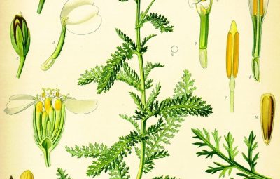 Тысячелистник обыкновенный (Millefolii herba), польза, применение, противопоказания Тысячелистник обыкновенный — это многолетнее травянистое растение,…