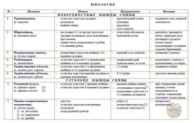 Подборка таблиц по Нормальной Анатомии Миология