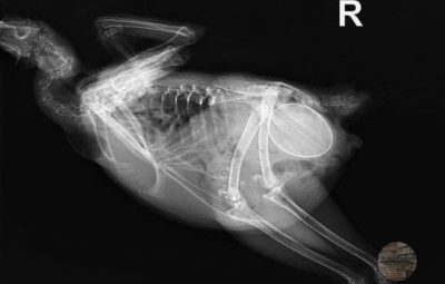 Рентгеновский снимок курицы, перед тем как она должна была снести яйцо