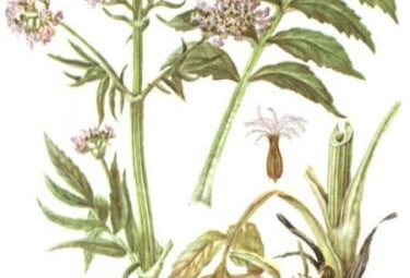 Успокаивающие валериана и боярышник Валериана — лекарственное растение, известное практически каждому. Однако лишь немногие…