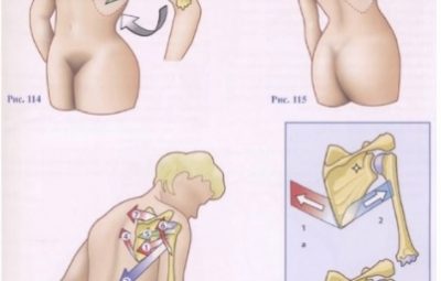 Приведение и разгибание плечевого сустава Приводящие мышцы (рис. 114, вид спереди и рис. 115,…