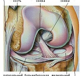 Анатомия и функции передней крестообразной связки Передняя крестообразная связка находится в самом центре коленного…