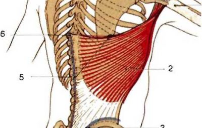 ШИРОЧАЙШАЯ МЫШЦА СПИНЫ, musculus latissimus dorsi. Широчайшая мышца спины — поверхностная мышца, занимающая всю…