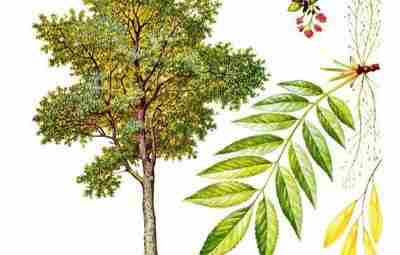 Про чудо Ясень (Fraxinus) Дерево ясень относится к семейству Маслиновых. Ясень от слова «ясный»…