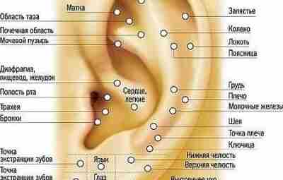 Массаж ушей. Биологически активные точки на ухе. 👂🏻 Воздействие на биологически активные…