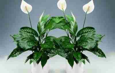 Комнатный цветок «женское счастье» Согласно легенде – обычный цветок спатифиллум способен подарить каждой женщине…
