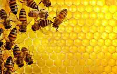 ПЧЕЛЫ интересные факты Пчела в улье исполняет «круговой» танец, если она нашла источник корма…