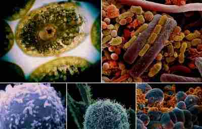 Микроорганизмы под микроскопом Можно рассматривать бесконечно!