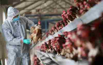 Смертность от птичьего гриппа среди людей может составить 56%; учёные готовятся к следующей пандемии…