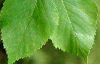 Лечение молодым березовым листом Фармакологические свойства листьев березы Фармакологические свойства листьев и почек березы…
