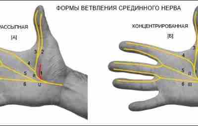 ИННЕРВАЦИЯ КИСТИ СРЕДИННЫМ НЕРВОМ. Срединный нерв (лат. nervus medianus) осуществляет чувствительную (сенсорную) и двигательную…