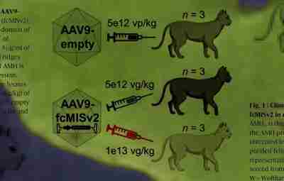 Длительную контрацепцию на основе вирусного вектора испытали на кошках За два…
