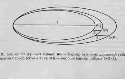 БАРЬЕРНЫЕ СВОЙСТВА ТКАНЕЙ. Г.А.Иваничев, «Мануальная терапия». Понятие о барьерных свойствах биологических систем получила свое…