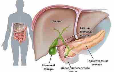 Желчегонные средства при застое желчи