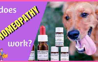 Работает ли гомеопатия на домашних животных?. Разъясняет ветеринарный врач…