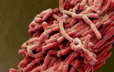 Бактерии кишечной палочки под микроскопом: