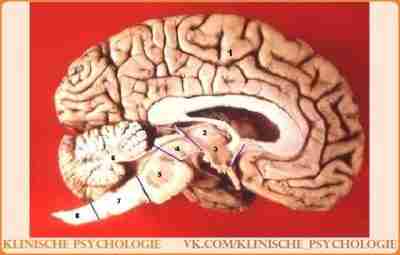 ГОЛОВНОЙ МОЗГ Головной мозг человека: 1. Полушарие большого мозга (конечный мозг) 2. Таламус (промежуточный…