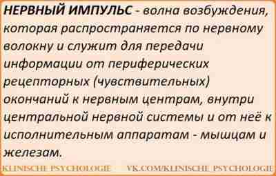 НЕРВНЫЙ ИМПУЛЬС Нервный импульс, распространение по нервным волокнам возбуждения (биоэлектрического импульса) в ответ на…