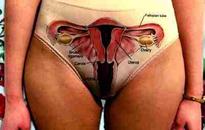 Трусы с анатомией женской репродуктивной системы: