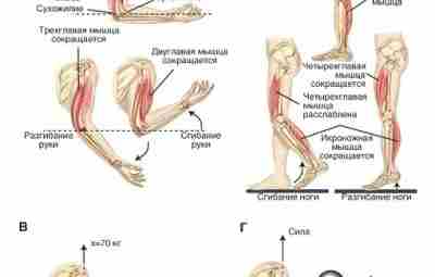 Физиология мышечной ткани. Работа и мощность мышцы Поскольку основной задачей скелетной мускулатуры является совершение…