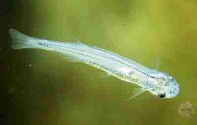 Кандиру (Candiru) — крошечная рыбка-паразит, обитающая в Южной Америке, по общему мнению, способна заплыть…