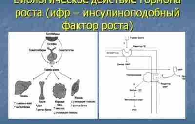 ИНСУЛИНОПОДОБНЫЕ ФАКТОРЫ РОСТА И ИХ РЕЦЕПТОРЫ Выработка различных изоформ инсулиноподобных факторов роста (ИФР) происходит…