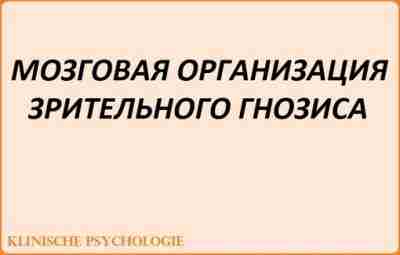 МОЗГОВАЯ ОРГАНИЗАЦИЯ ЗРИТЕЛЬНОГО ГНОЗИСА Предметный зрительный гнозис имеет локализацию преимущественно в височно-затылочных, теменно-затылочных и…