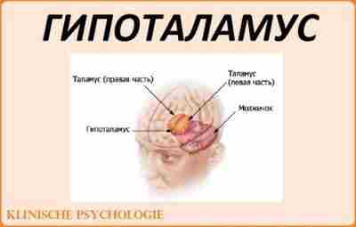 ГИПОТАЛАМУС Гипоталамус (подбугорье) — структура промежуточного мозга, входящая в лимбическую систему и организующая эмоциональные,…