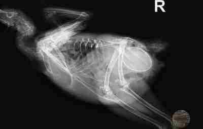 Мне прислали забавную фотографию: рентгеновский снимок курицы, перед тем как она должна была снести…