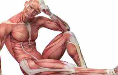 Развитие гармоничной мускулатуры При составлении тренировочной программы, очень важно сбалансировать упражнения по всем векторам…