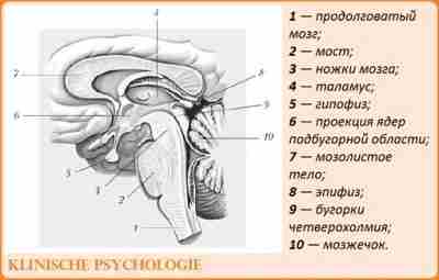 ПРОМЕЖУТОЧНЫЙ МОЗГ Промежуточный мозг располагается под мозолистым телом и сводом, срастаясь по бокам с…