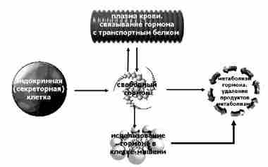 Транспорт гормонов в системе кровообращения Все гормоны выделяются эндокринными железами, которые их продуцируют, в…