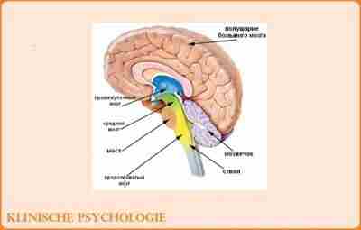 ПРОДОЛГОВАТЫЙ МОЗГ Продолговатый мозг является непосредственным продолжением спинного мозга, у взрослого человека длина его…