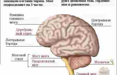 Качественные плакаты по неврологии. Анатомия и физиология мозга. Сохрани к себе!