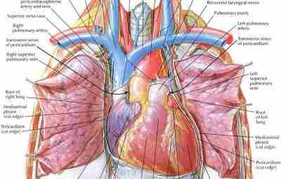 Анатомия сердца. Синтопия. Строение. Васкуляризация. Сохрани к себе, что бы не потерять