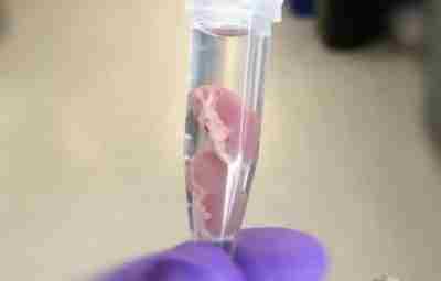 На фотографии представлены почки мыши, покрытые специальным веществом — новой разработкой учёных. Не секрет,…