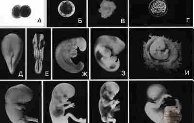 Стадии развития человеческого эмбриона