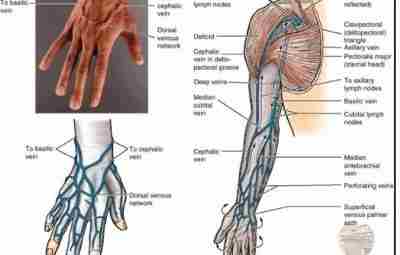 Поверхностная анатомия верхних конечностей, дерматомы, кровеносная система
