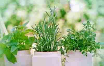 Травы-свежие цветы Если вы пытаетесь сократить потребление соли или просто добавить аромата к вашей…