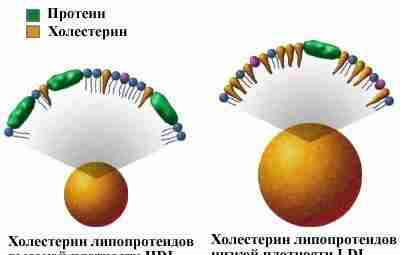 Холестерин в крови. Повышенный уровень холестерина пагубно влияет на сердечно — сосудистую систему.На уровень…