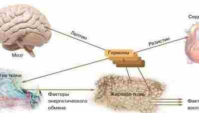 ГОРМОНАЛЬНАЯ АКТИВНОСТЬ ЖИРОВОЙ ТКАНИ В последние годы ученые выяснили, что производство гормонов — отнюдь…