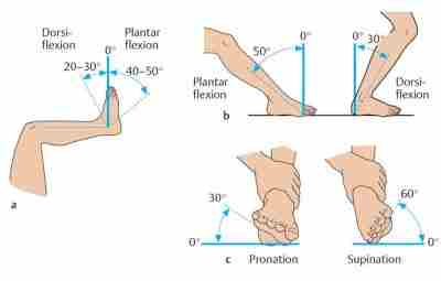 Упражнения для реабилитации голеностопного сустава при повреждениях капсульно-связочного аппарата…