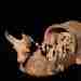 Историческая находка: Леди Зубчатого трона Существует великолепная археологическая находка,…