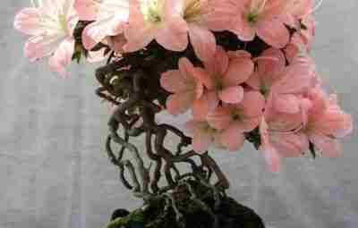 Цветущий бонсай. Азалия #цветы #красивыецветы #фотоцветов #красивыйцветок #бонсай